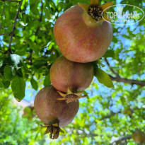 фото из отзыва ID 2723716