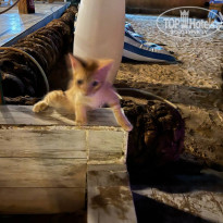 фото из отзыва ID 2723796