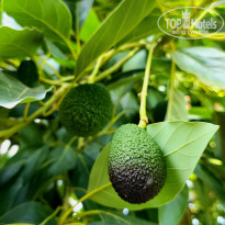 фото из отзыва ID 2724210