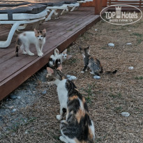 фото из отзыва ID 2724392