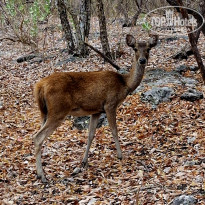 фото из отзыва ID 2724567