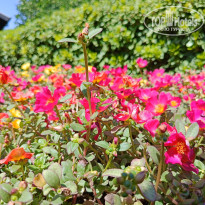 фото из отзыва ID 2724605