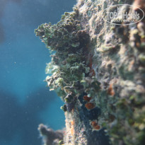 фото из отзыва ID 2724729