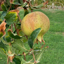 фото из отзыва ID 2725566