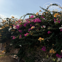 фото из отзыва ID 2725614