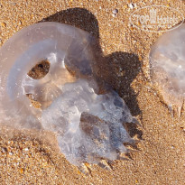 фото из отзыва ID 2725679