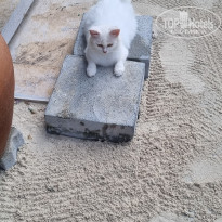 фото из отзыва ID 2725661