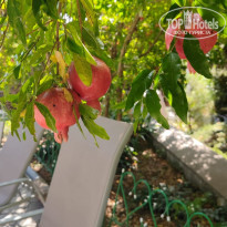 фото из отзыва ID 2726210