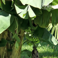 фото из отзыва ID 2726237