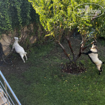 фото из отзыва ID 2726293