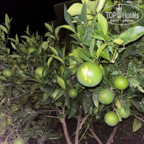 фото из отзыва ID 2726293