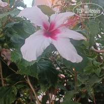 фото из отзыва ID 2726515