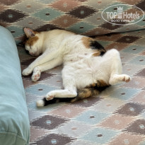 фото из отзыва ID 2727231