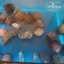 фото из отзыва ID 2727221