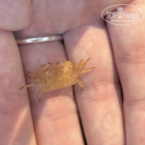 фото из отзыва ID 2727269