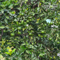 фото из отзыва ID 2727310