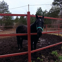 фото из отзыва ID 2727489