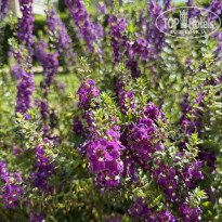 фото из отзыва ID 2727631