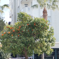 фото из отзыва ID 2727749