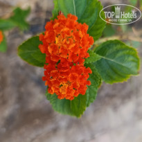 фото из отзыва ID 2728050