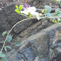 фото из отзыва ID 2728098