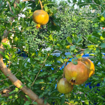 фото из отзыва ID 2728273