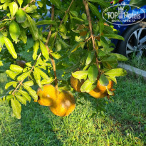 фото из отзыва ID 2728273