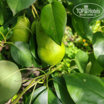 фото из отзыва ID 2728273