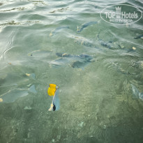 фото из отзыва ID 2728294