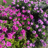 фото из отзыва ID 2728324