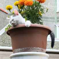 фото из отзыва ID 2728382