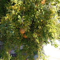 фото из отзыва ID 2728209