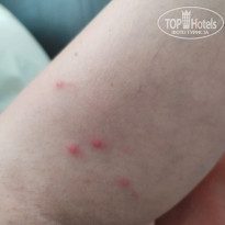 фото из отзыва ID 2728725