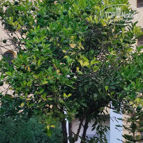 фото из отзыва ID 2729052