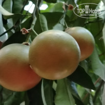 фото из отзыва ID 2729102