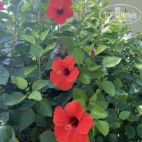 фото из отзыва ID 2729112