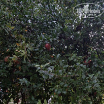 фото из отзыва ID 2729180