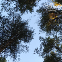 фото из отзыва ID 2729308