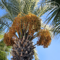 фото из отзыва ID 2729565