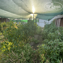 фото из отзыва ID 2729694