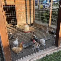 фото из отзыва ID 2729694