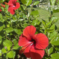 фото из отзыва ID 2729694