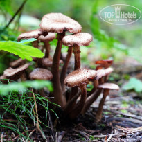 фото из отзыва ID 2729308