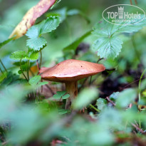 фото из отзыва ID 2729308