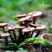 фото из отзыва ID 2729308