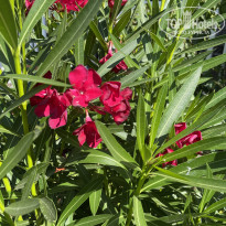 фото из отзыва ID 2729928