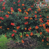 фото из отзыва ID 2729952