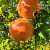 фото из отзыва ID 2729952