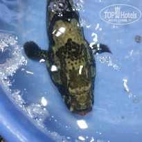 фото из отзыва ID 2729474