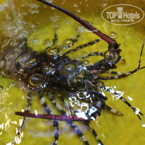 фото из отзыва ID 2729474